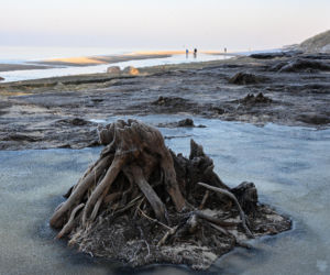 Bałtyk odsłonił las sprzed tysięcy lat