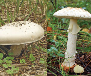 Poradnik grzybiarza