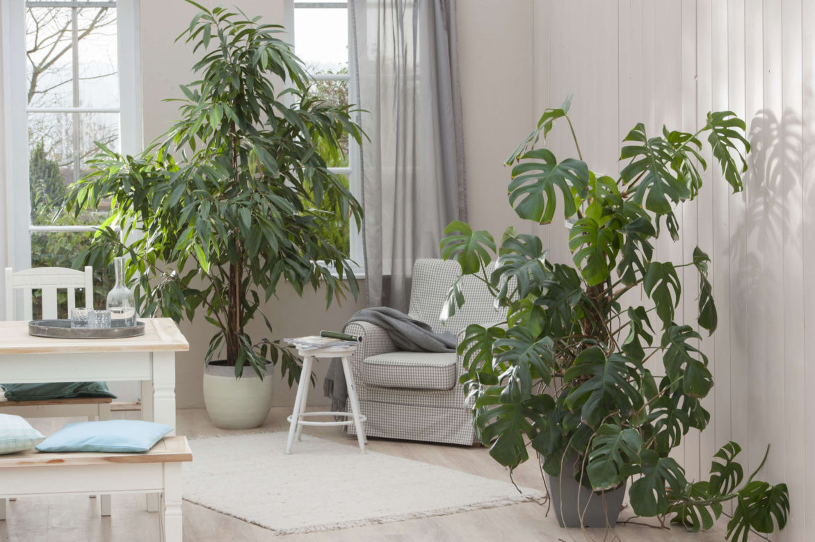 Fikus i monstera