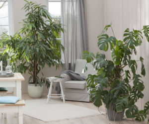 Fikus i monstera