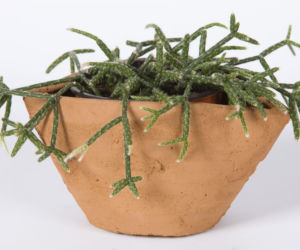 Patyczak (Rhipsalis)