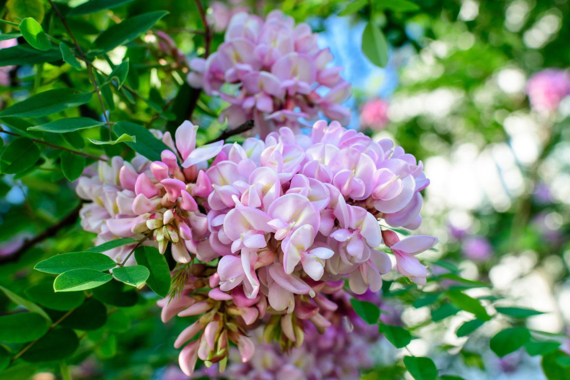 Robinia Małgorzaty CASQUE ROUGE 'Pink Cascade'