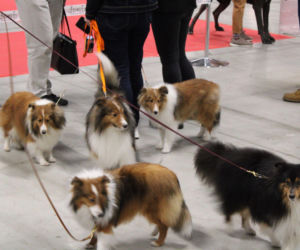 Międzynarodowa Wystawa Psów Rasowych Duo Cacib Kielce 2025