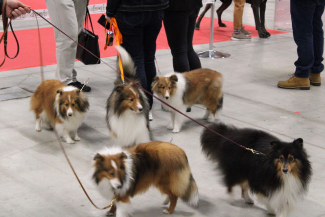 Międzynarodowa Wystawa Psów Rasowych Duo Cacib Kielce 2025