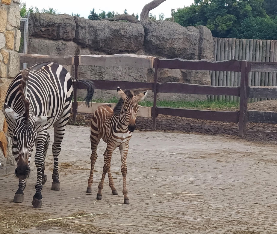 Mała zebra w zamojskim ZOO