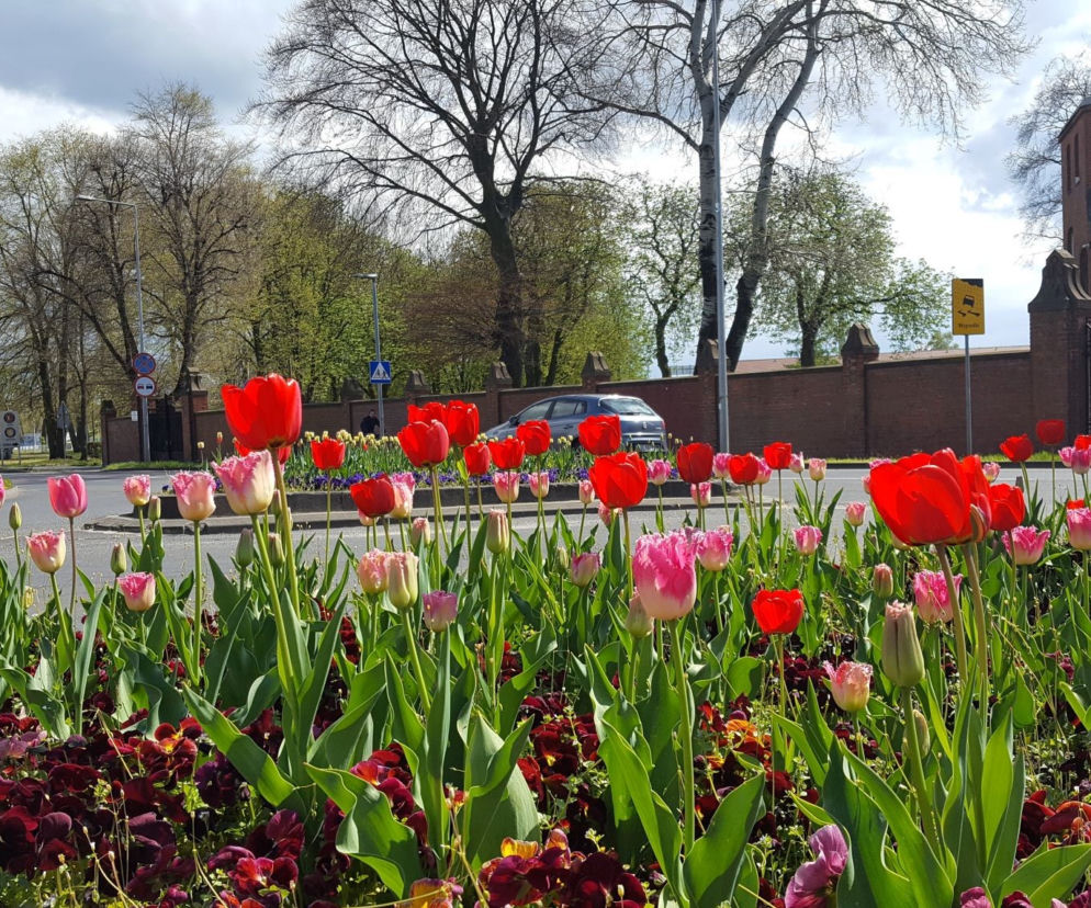 Dawno w Lesznie nie było tak kolorowo! Kwitną tulipany, bratki i stokrotki
