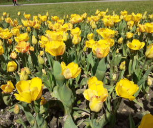 Tulipany w łódzkim botaniku