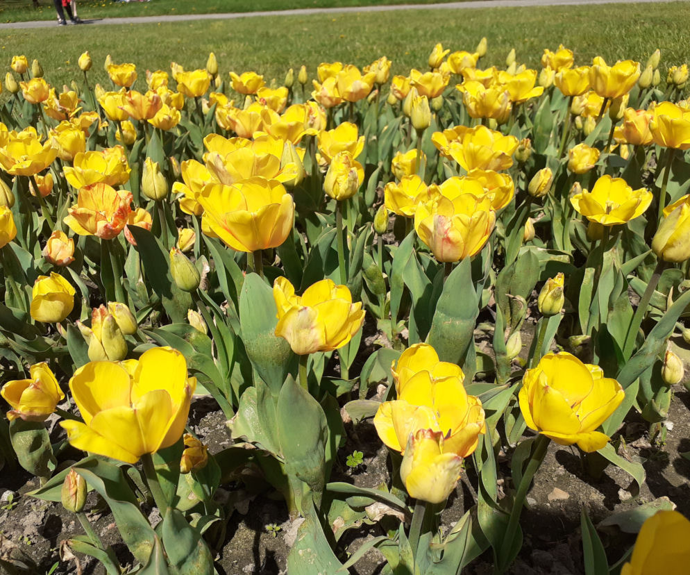 Tulipany w łódzkim botaniku