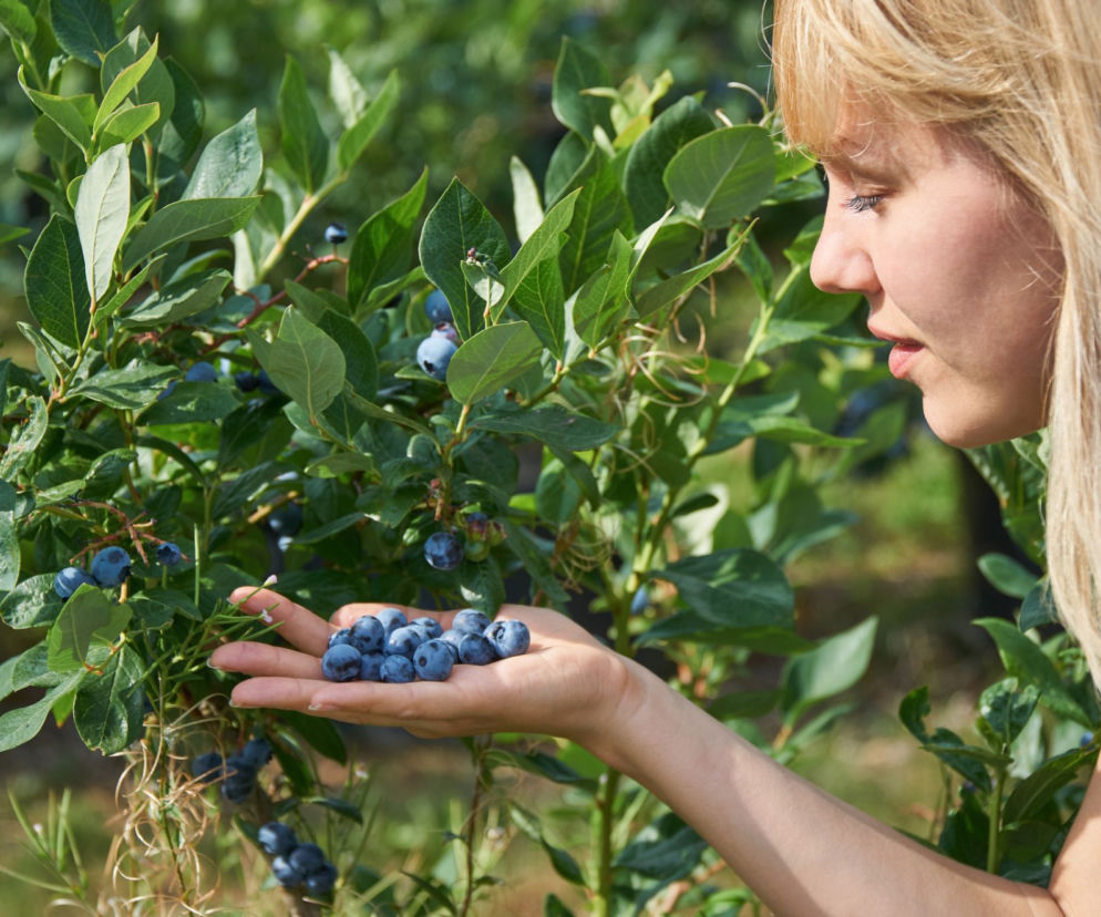 borówka amerykańska