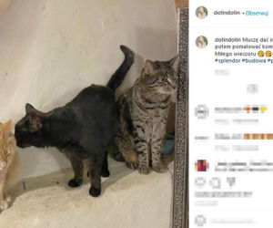 Mają kota na punkcie kota