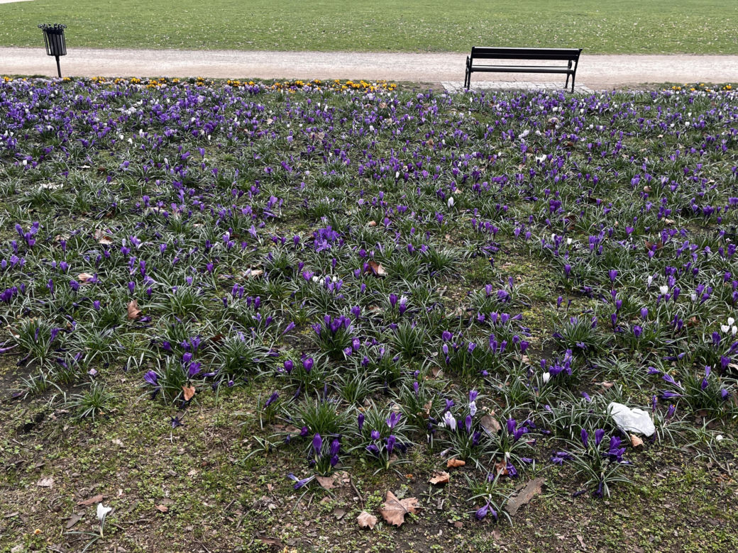 Krokusy w Szczecinie 