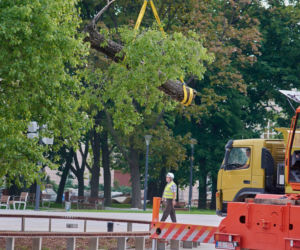 Baobab został wycięty