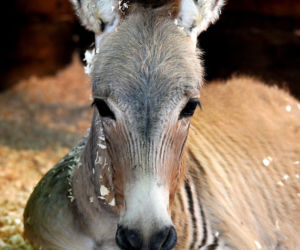 Zebroid