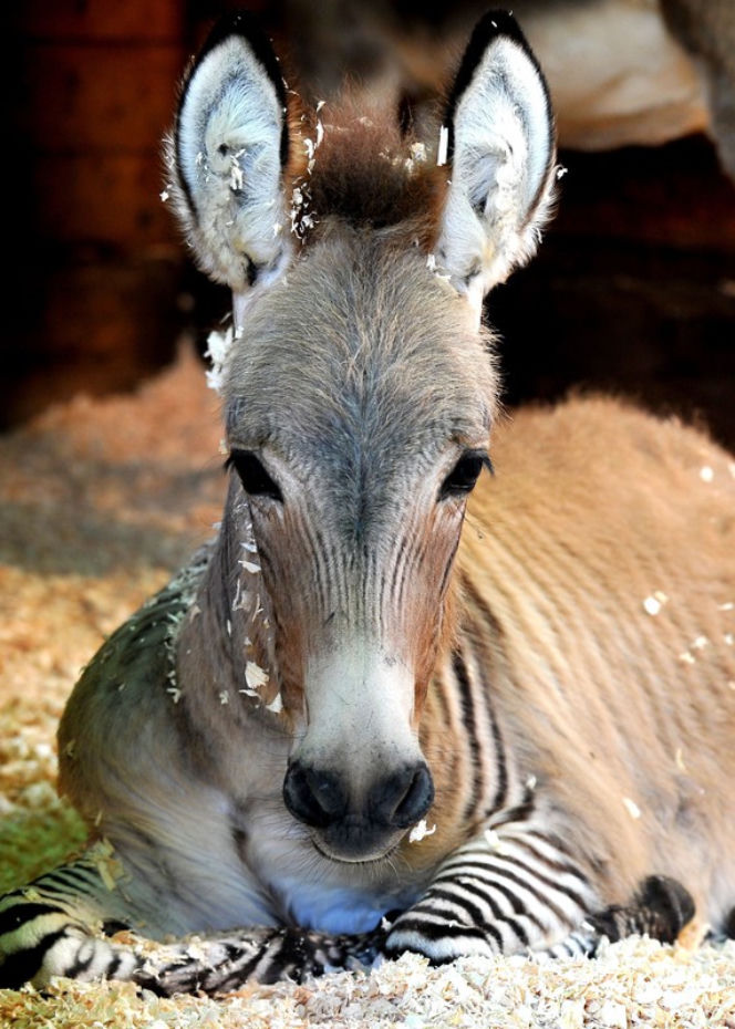 Zebroid