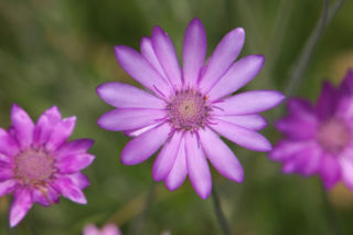Suchokwiat roczny - Xeranthemum annuum