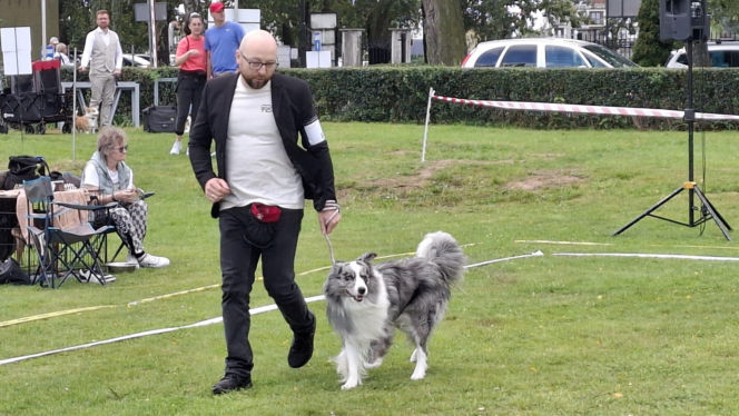 Psie piękności królują w Kaliszu