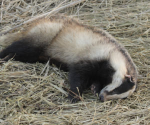 Borsuk