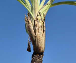 Wężymord to jedno z najbardziej niedocenianych warzyw w polskiej kuchni. Jest bogate w inulinę oraz cenne minerały