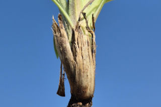 Wężymord to jedno z najbardziej niedocenianych warzyw w polskiej kuchni. Jest bogate w inulinę oraz cenne minerały