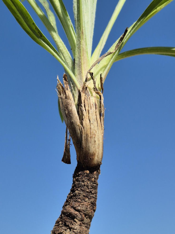 Wężymord to jedno z najbardziej niedocenianych warzyw w polskiej kuchni. Jest bogate w inulinę oraz cenne minerały