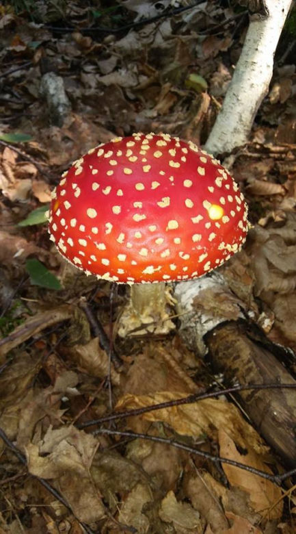 Grzybobranie na Podkarpaciu: Zdjęcia Czytelników