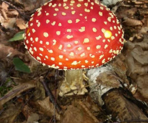 Grzybobranie na Podkarpaciu: Zdjęcia Czytelników