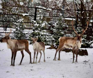 Zimowe harce na śniegu - zwierzaki z płockiego zoo szaleją ZOBACZ ZDJĘCIA!
