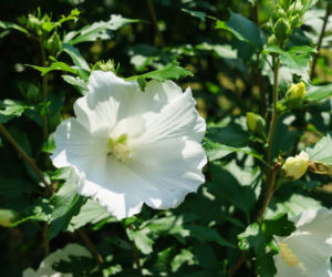ketmia