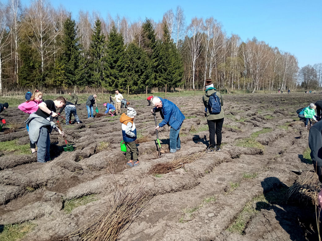 Akcja "Grudziądzanie sadzą las"!