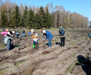 Akcja Grudziądzanie sadzą las!