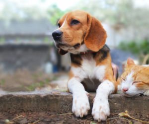 Beagle