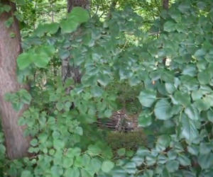 Ciało wywiozła wózkiem dziecięcym do lasu. Przysypała je ziemią i liśćmi