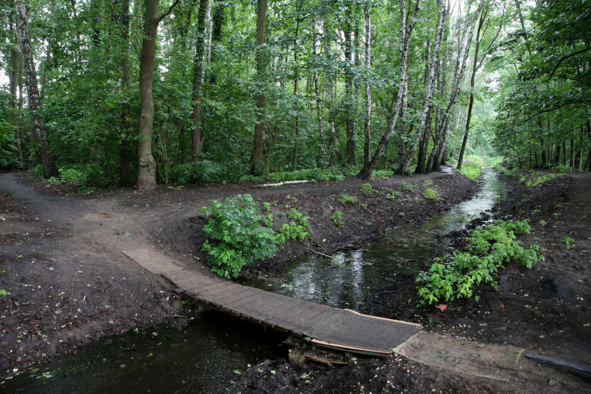 Wytną drzewa żeby zrobić Park Aktywności Rodzinnej. Mieszkańcy Wawra wściekli