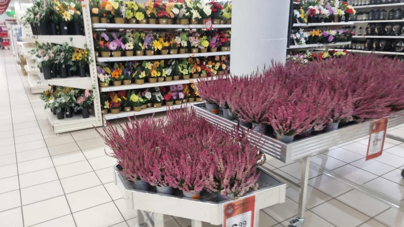 Auchan w Poznaniu: ceny zniczy przed Wszystkimi Świętymi 