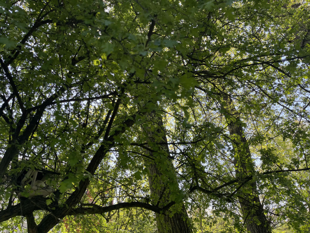 Kraków ma najdłuższy park w Polsce. Poznajcie Młynówkę Królewską! 