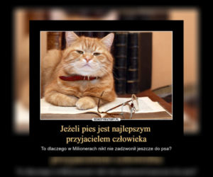 Dzień Kota 2021. Rasowe, dachowce, małe i duże. Dziś KOTY mają swoje święto [MEMY]