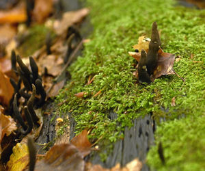 Palce umarlaka” w bieszczadzkich lasach. Możesz natknąć się na wystające z ziemi czarne maczugi