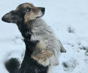 Po śmierci właścicielki został sam w piwnicy. Historia Pusia poruszyła całą Polskę