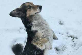 Po śmierci właścicielki został sam w piwnicy. Historia Pusia poruszyła całą Polskę