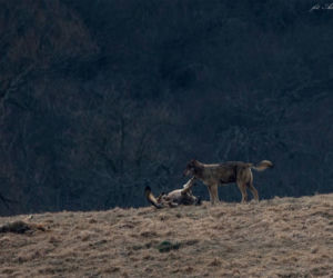 Wilki wylegują się w słońcu