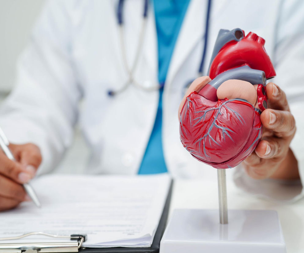 Lekarz w białym kitlu z niebieskim elementem stroju pod spodem i stetoskopem na szyi trzyma w dłoniach model ludzkiego serca w czerwono-szarym kolorze. Drugą ręką pisze po kartce. To ilustracja informacji, które można przeczytać na portalu Poradnik Zdrowie.