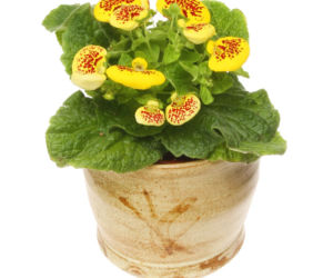 Pantofelnik (Calceolaria)