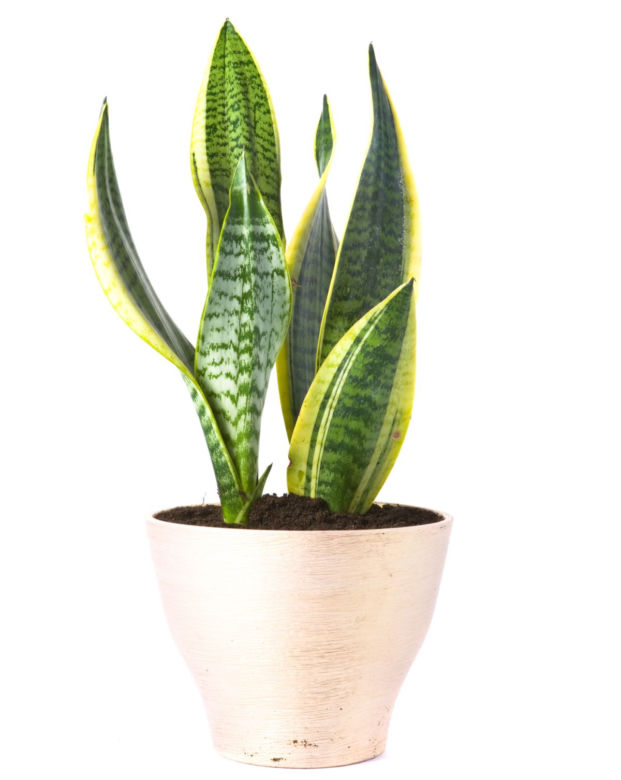 Sansewieria
