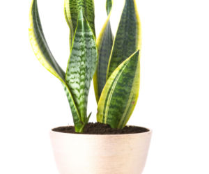 Sansewieria