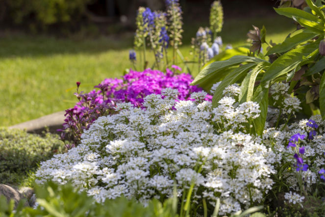 Ubiorek wiecznie zielony