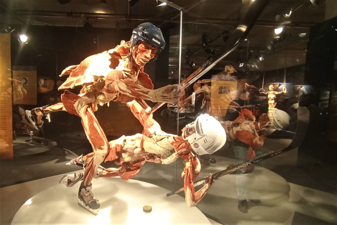 Wystawa Body Worlds w Szczecinie