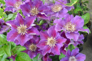 Powojnik wielkokwiatowy 'Ashva' - Clematis 'Ashva'