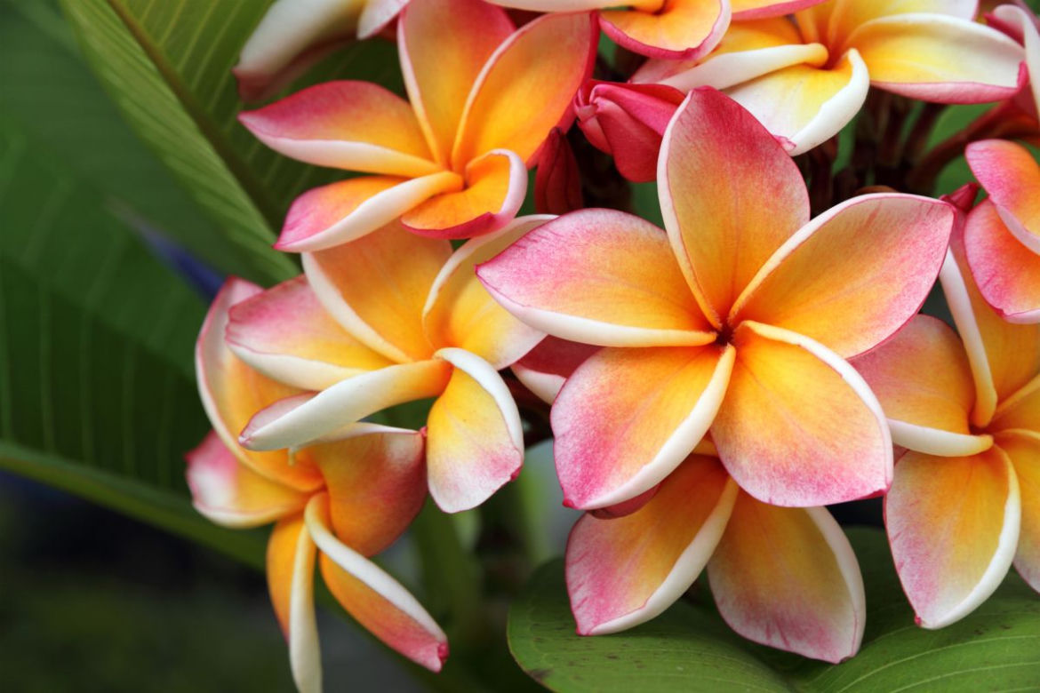 Plumeria