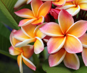 Plumeria