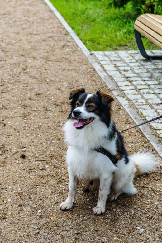   Nowy park na Mazurach zachwyca. Tłumy na oficjalnym otwarciu Małpiego Gaju [ZDJĘCIA]